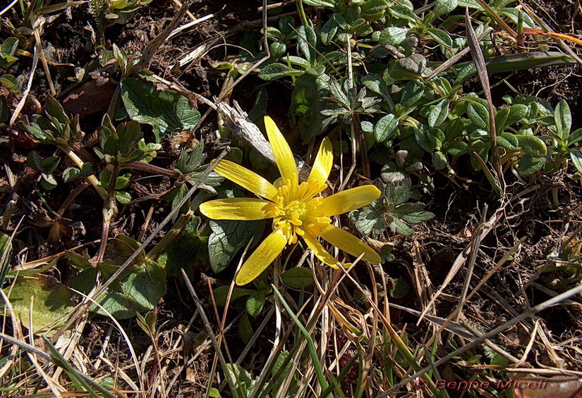 Ranunculus ficaria